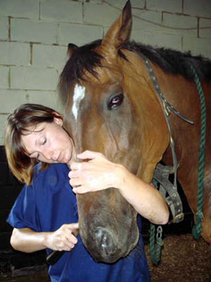 Equine Dentistry