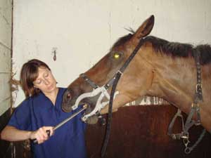 Equine dental maintenance