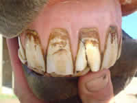 Equine Dentistry in Wiltshire and South West