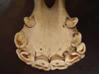 Horses teeth - Incisor cap