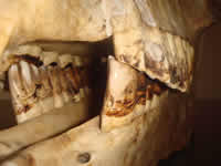 Equine Dentistry in Wiltshire and South West