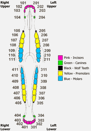 Triadan System Diagram