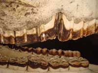 Horses teeth - Premolar caps & Wolf tooth